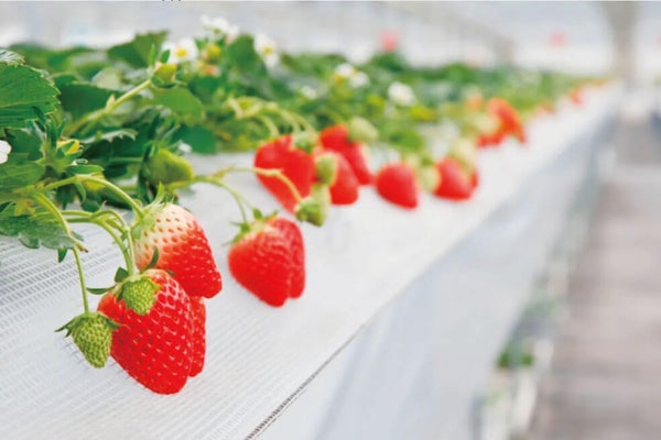 <岡山>第28回勝山のお雛まつりと山田養蜂場みつばち農園いちご狩り【垂水・名谷・西鈴蘭台出発】2